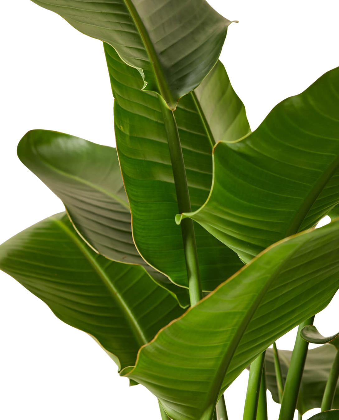 Bird Of Paradise Plant ( Strelitzia Reginae ) with Pot