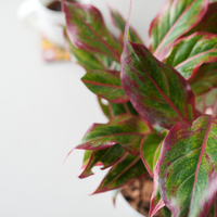 Aglaonema Lipstick Indoor Live Natural Plant