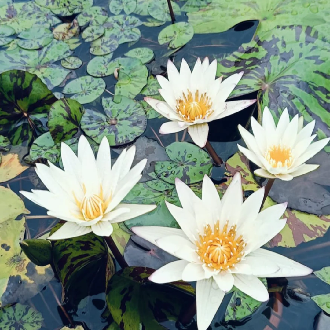 Innocence Tropical Waterlily