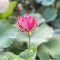 Joker Lotus Tuber