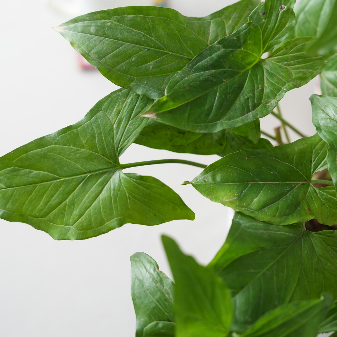 Syngonium Green