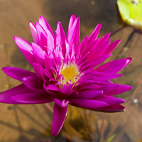 Subsomboon Tropical Waterlily