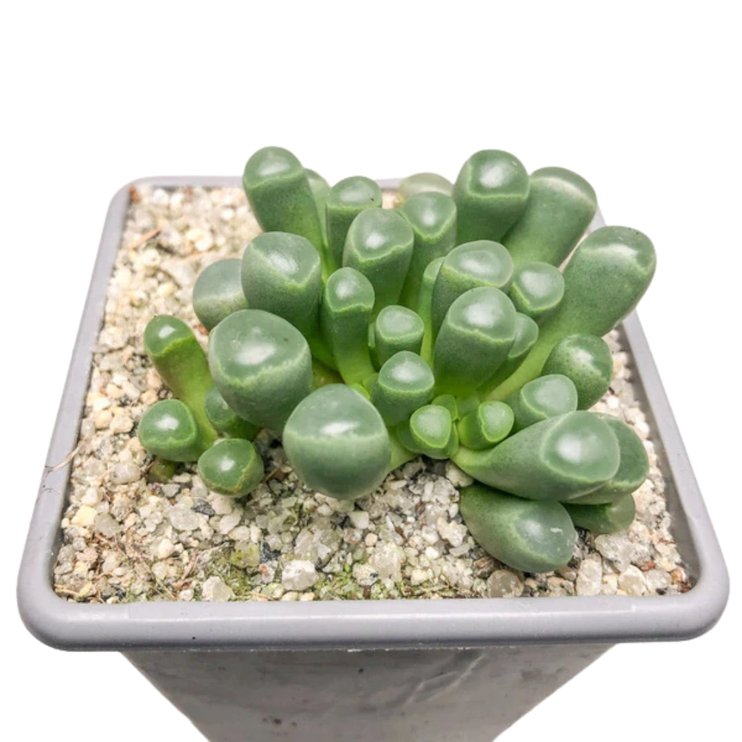 Fenestraria (Baby Toes) (Bare Rooted)