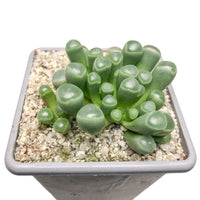 Fenestraria (Baby Toes) (Bare Rooted)