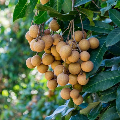 Four Season Longan Grafted Plant