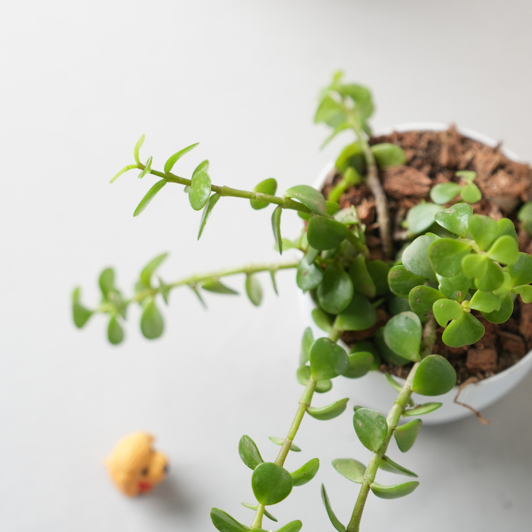 Jade Plant