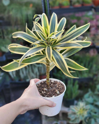 Dracaena Reflexa - Song Of India Plant with Pot - plant store® 
