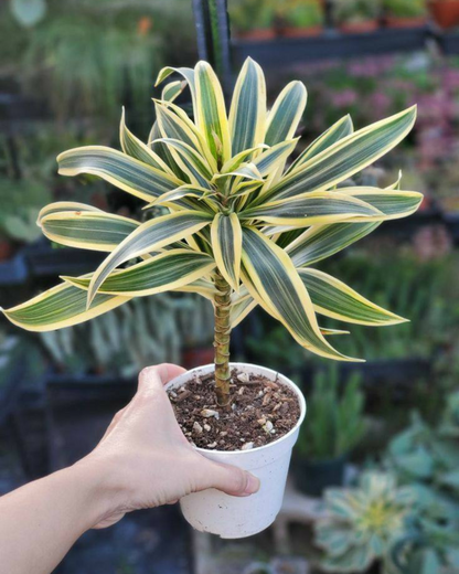 Dracaena Reflexa - Song Of India Plant with Pot