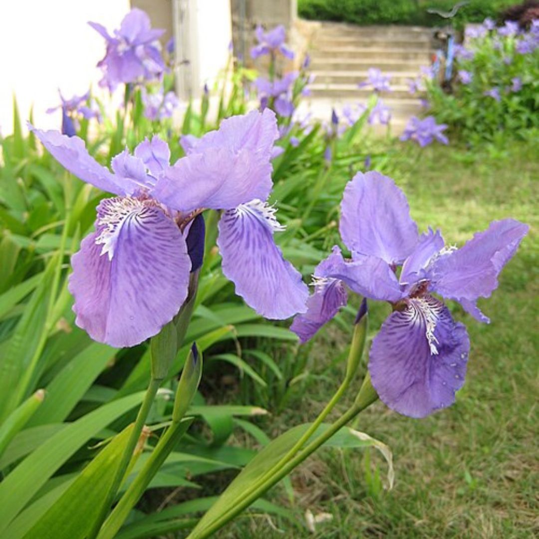 Wall Iris Lily Bulbs