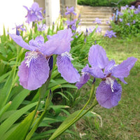 Wall Iris Lily Bulbs