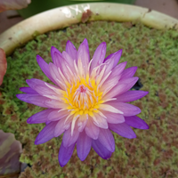 Nimitmai Tropical Waterlily
