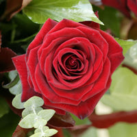 Hybrid Rose Plant