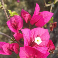 Kimpui Grafted Bougainvillea Plant