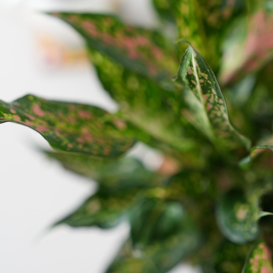 Pink Lady Valentine - Aglaonema