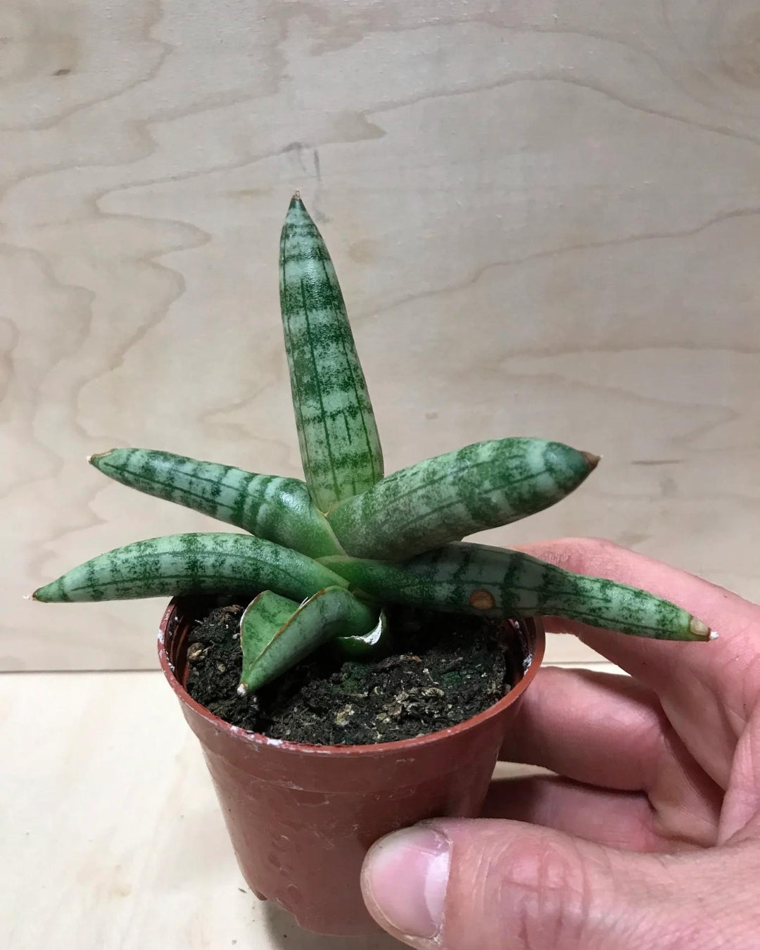 Sansevieria Cylindrica 'Boncel'