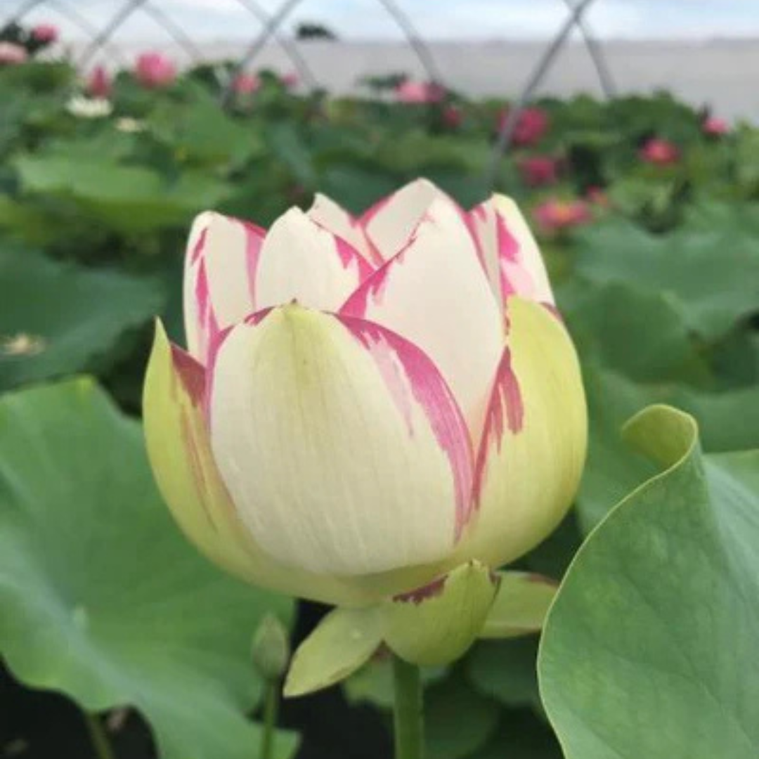 Pink Empress Lotus Tuber