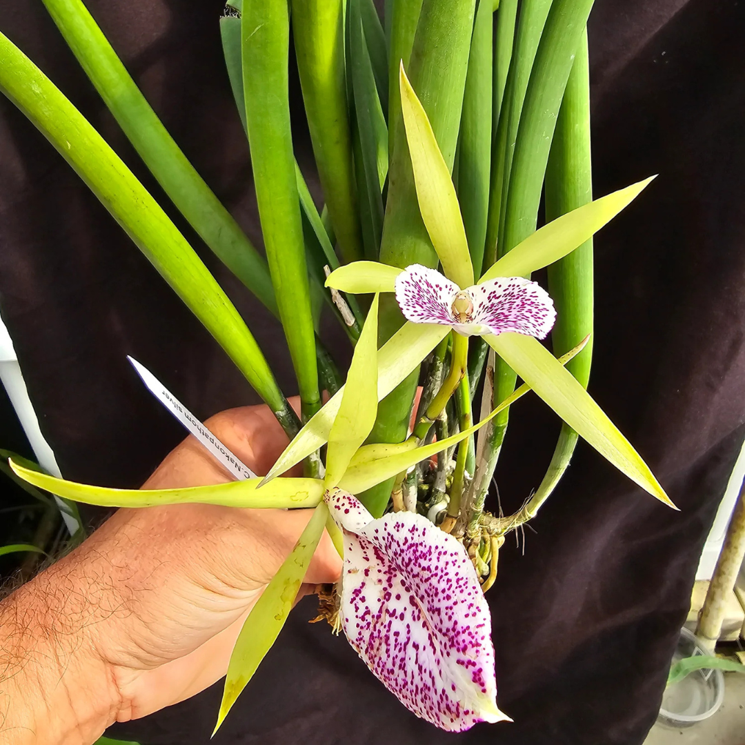 Cattleya Nakorn Pathom Silver (Nearly Blooming Size) - plant store® 