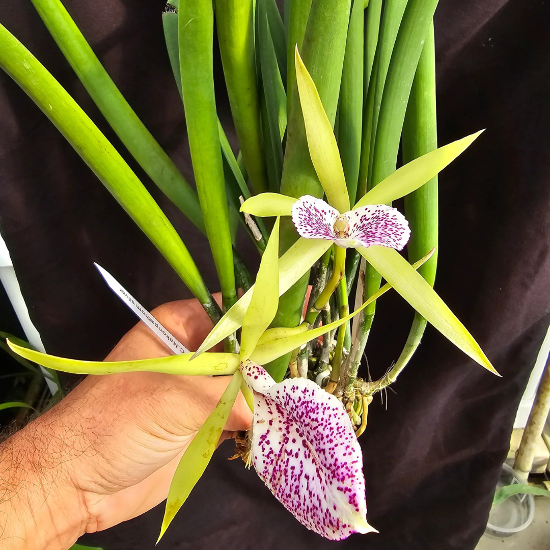 Cattleya Nakorn Pathom Silver (Nearly Blooming Size)