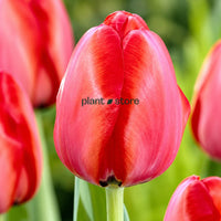 Dutch Tulip Red Impression Flowering Bulbs (Netherland Imported)