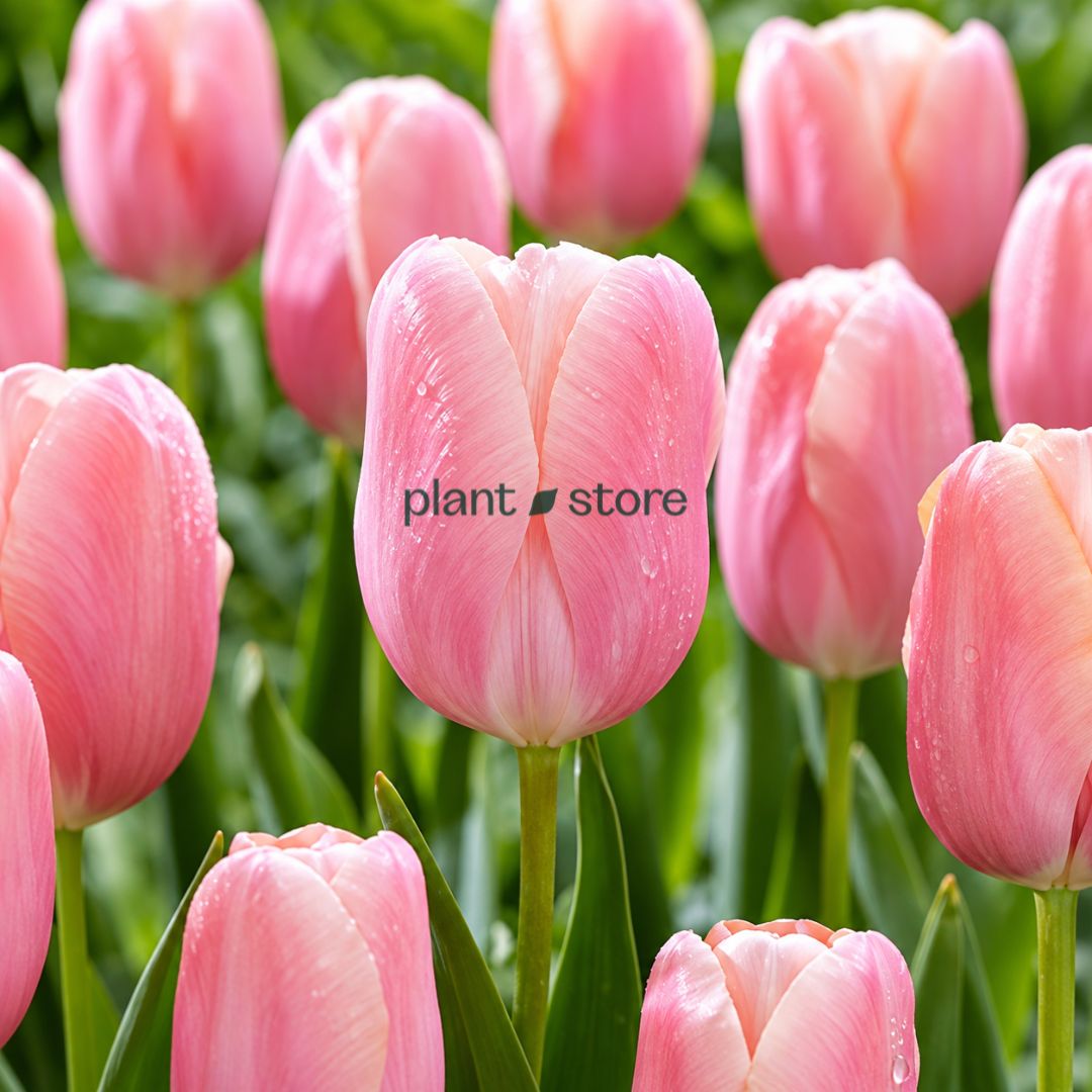 Dutch Tulip Pink Ardour Flowering Bulbs (Netherland Imported)
