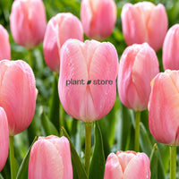Dutch Tulip Pink Ardour Flowering Bulbs (Netherland Imported)