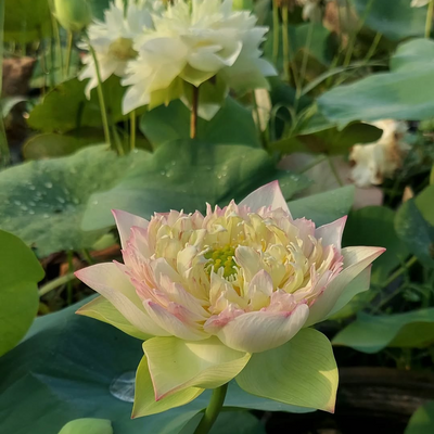 Juliet Lotus Tuber