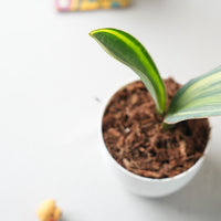 Sansevieria Whale Fin Variegated (Bare Rooted)