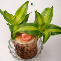 Blush & Bloom Duo: Aglaonema Thai Pink + Brazilian Lucky Wood (Imported) - plant store® 