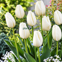 Dutch Tulip Hakuun  Flowering Bulbs (Netherland Imported)