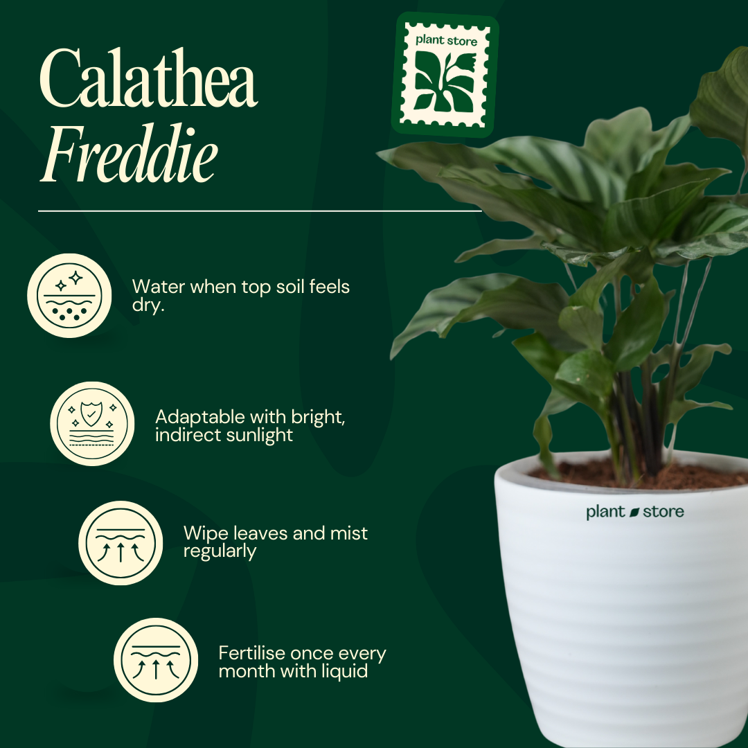 Calathea Freddie