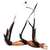Lotus Red Philip Tuber - plant store® 