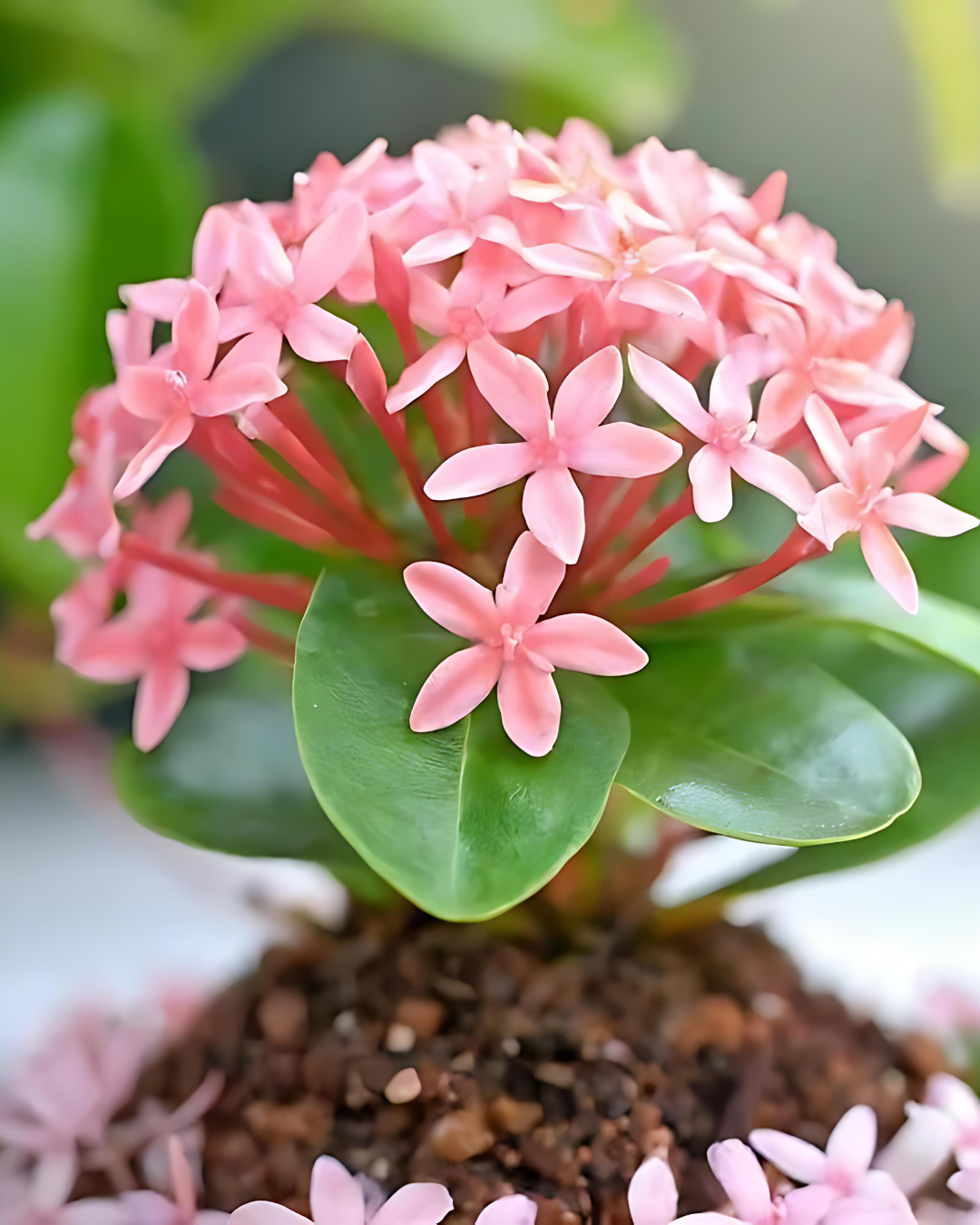 Ixora Flowering Plant