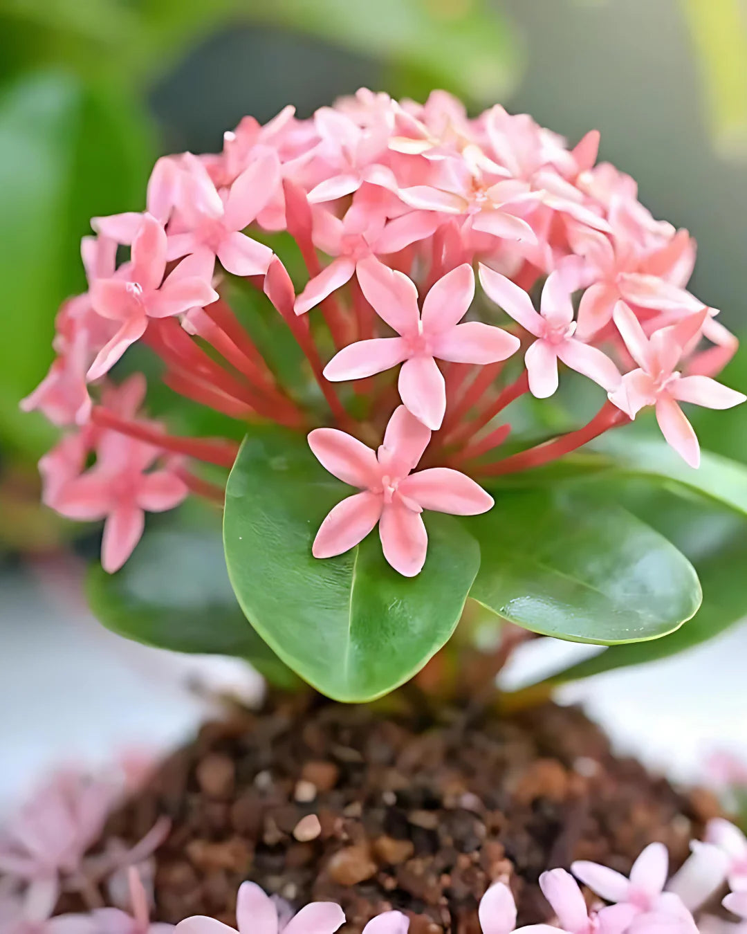 The Elegant Greenery Collection - Ixora, Peperomia, Black Money Plant & Philodendron