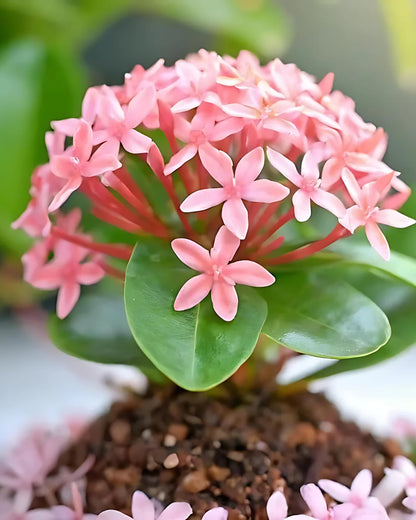 The Elegant Greenery Collection - Ixora, Peperomia, Black Money Plant & Philodendron