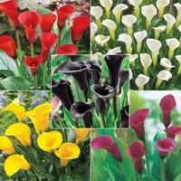 Calla Lily Bulbs - Mix Colours