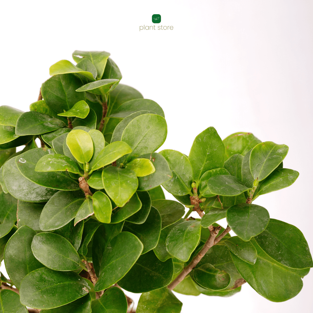 Ficus Ginseng Bonsai Plant - plant store® 