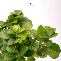 Ficus Ginseng Bonsai Plant - plant store® 