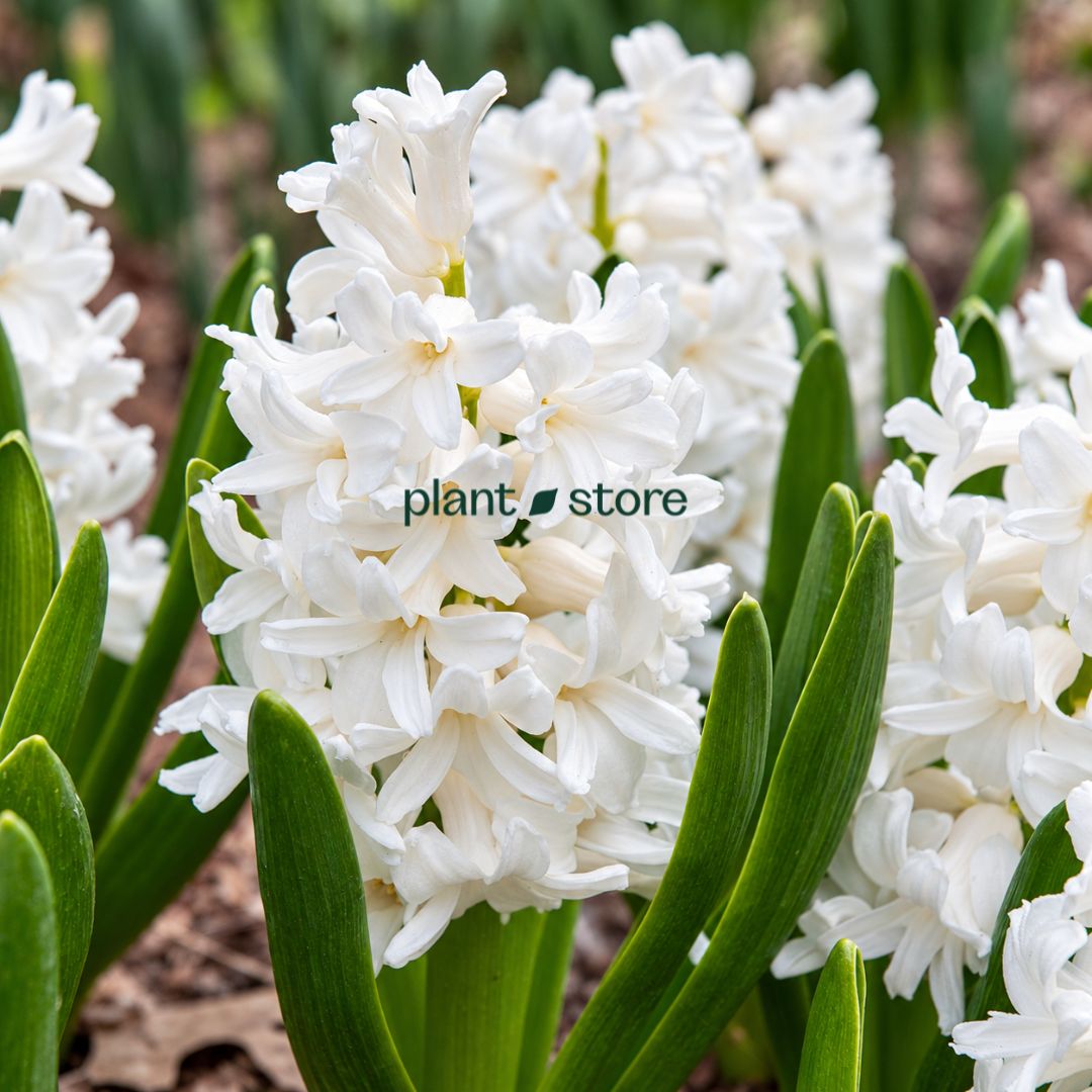 Hyacinth - Aiolos Flower Bulbs (Imported)