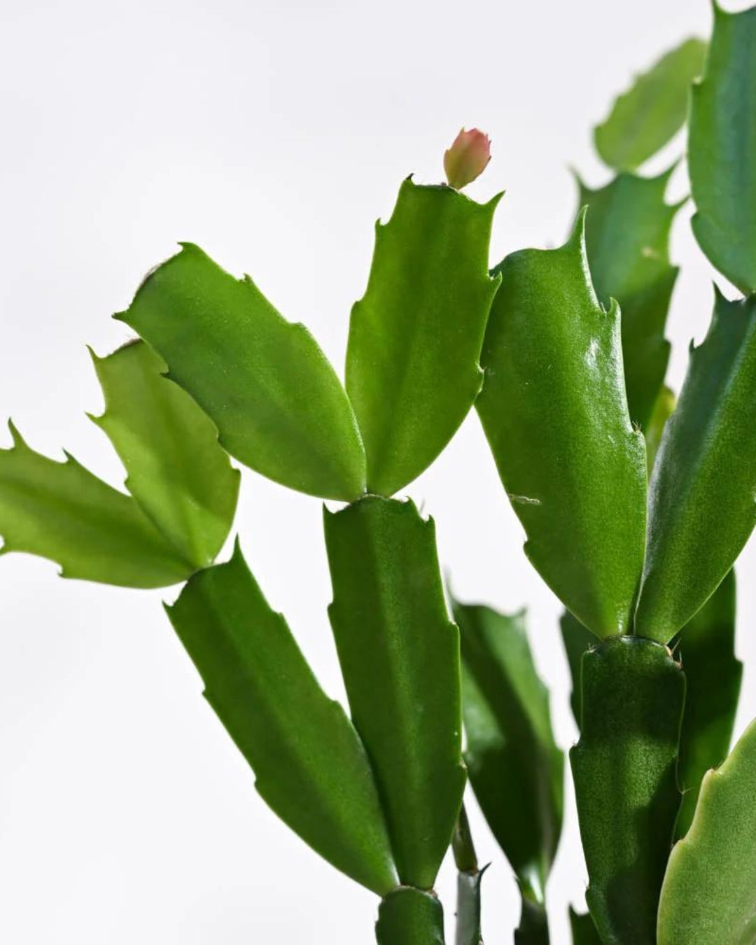 Zygo Christmas Cactus - Pink