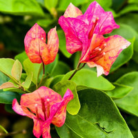 Arjuna Grafted Bougainvillea Plant