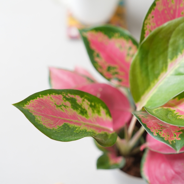 aglaonema pink beauty Aglaonema Thai Pink Beauty – Plant Store®