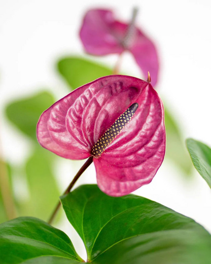 Anthurium Plants (with minimum 2 flowers)