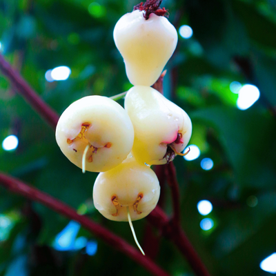 White Water Apple Grafted Tree