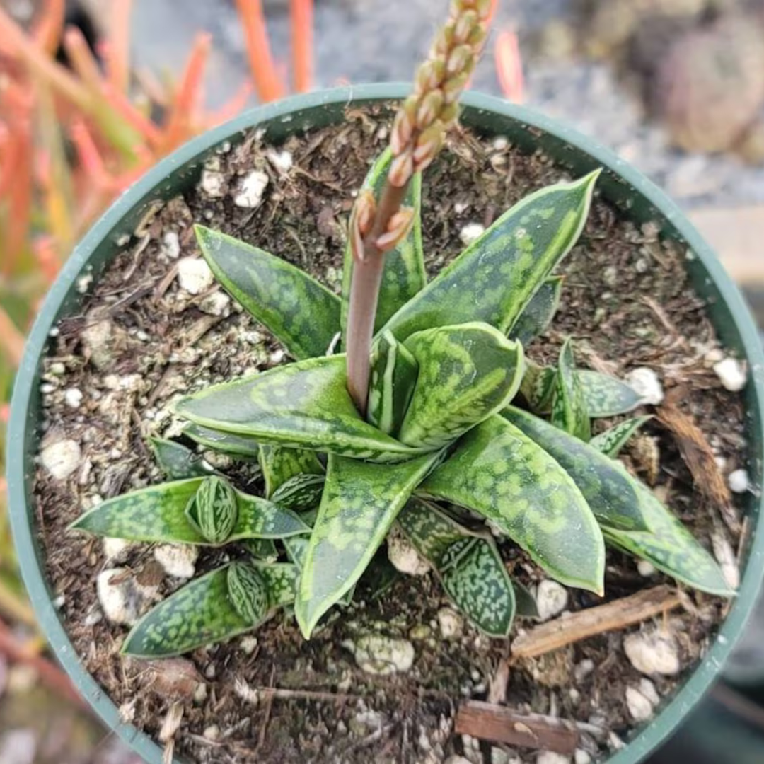 Gasteria Liliputana (Bare Rooted)