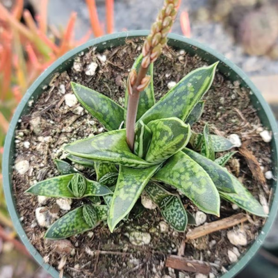Gasteria Liliputana
