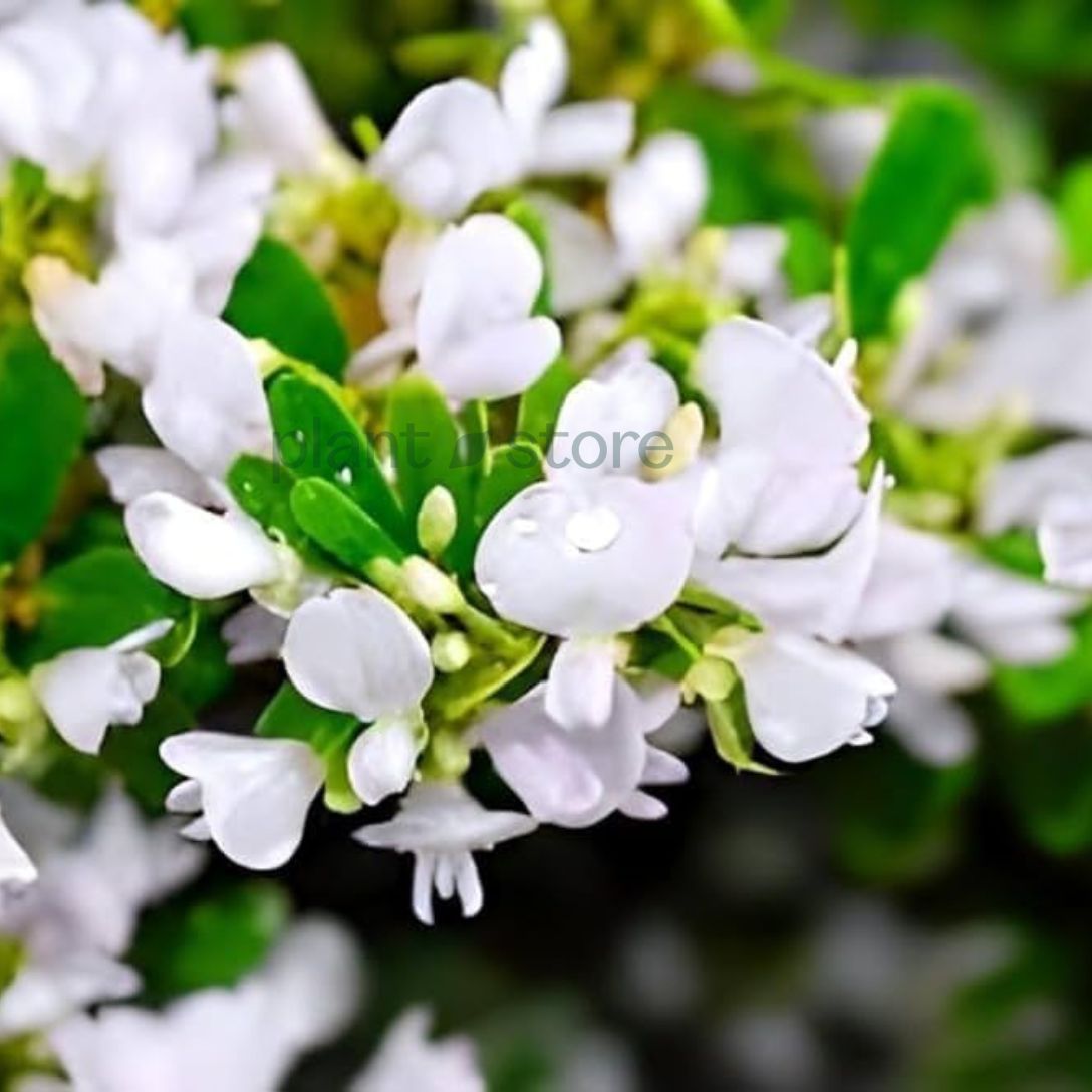 Vietnam Braya Plant