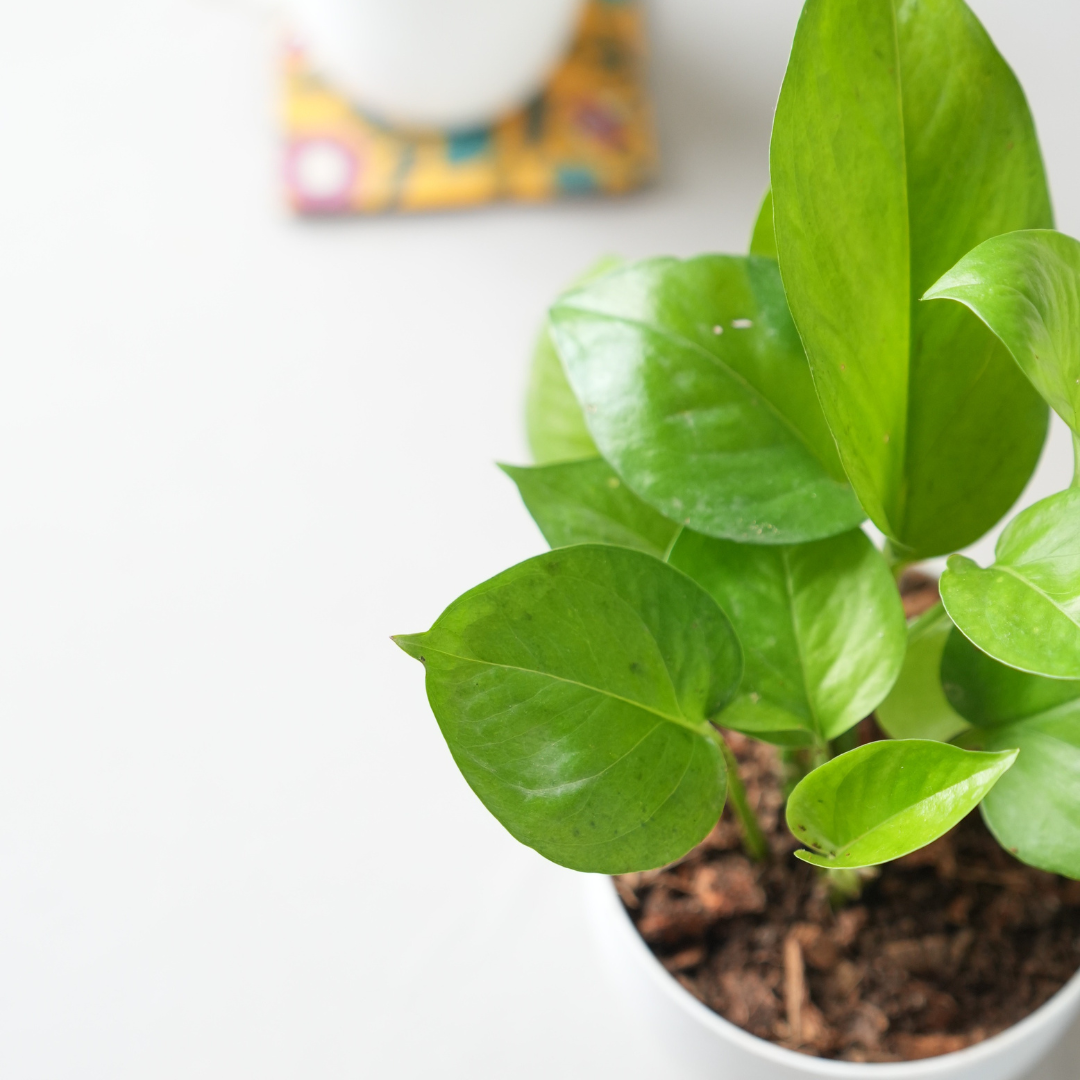 Green Money Plant