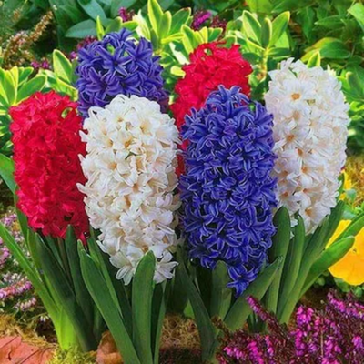 Hyacinth Bulbs - Mix Colours (Imported)