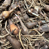 Day Lily Flowering Bulbs – Mix Colours