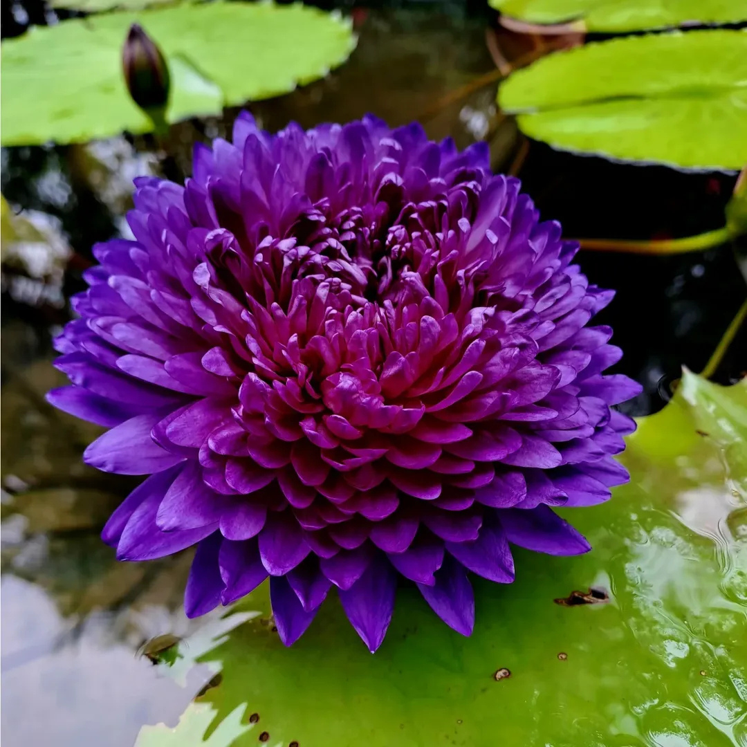Anchan 2 Tropical Waterlily